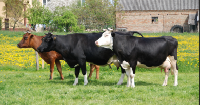 Wyzwania przed polską hodowlą bydła mlecznego