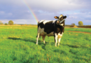 Dobrostan krów czy dobrobyt hodowców?