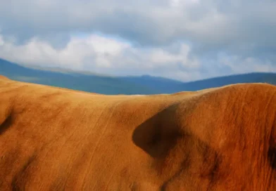 Cowspines – krowie krajobrazy