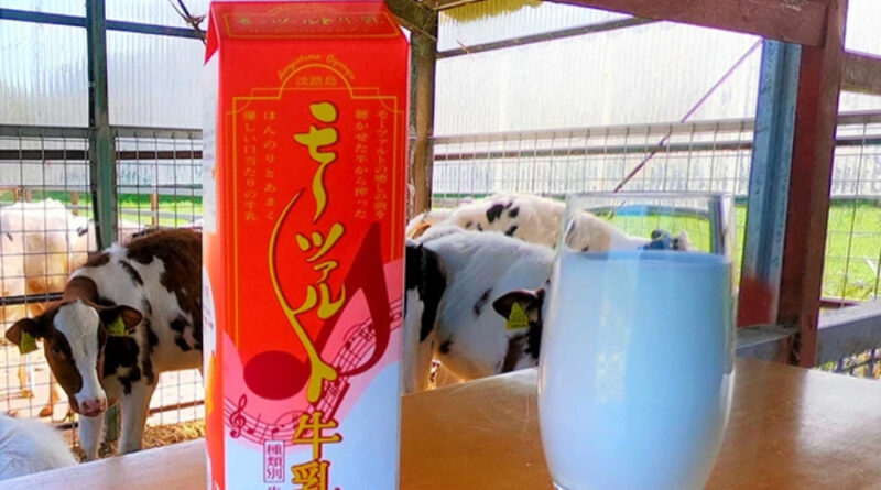 Mleko od krów hodowanych na muzyce Mozarta hitem w Japonii