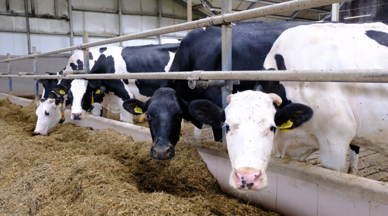 Test „półkola” czyli jak sprawdzić, czy krowy mają wystarczająco dużo jedzenia?