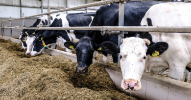 Wpływ odżywiania na adaptację krów do stresu cieplnego