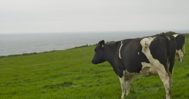 Irlandia: Zasuszenie krów – co nowe przepisy oznaczają dla gospodarstw?
