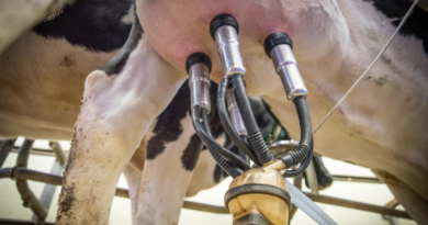 Ceny skupu mleka netto – Lipiec 2022
