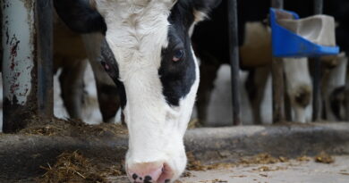 Jak zmniejszyć ryzyko ketozy po wycieleniu u krów mlecznych