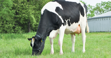 Demetria – magiczne imię dla krowy doskonałej z SK „Pępowo”