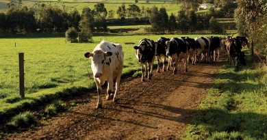 Jak kulawizna krów wpływa na rentowność gospodarstw mleczarskich
