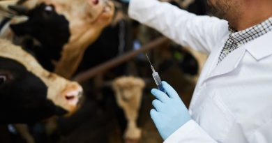 Czy szczepionka dla krów może zmniejszyć emisję metanu?