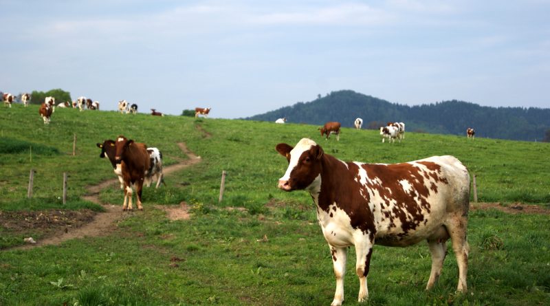 Mleko z pastwisk – czy to oznacza większy dobrostan zwierząt?