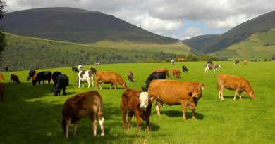 Brytyjskie krowy dostaną „blokery metanu” w celu ograniczenia emisji klimatycznych