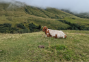 Krowie placki, a zdrowie pastwiska
