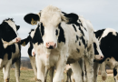 Badania nad problemem gubienia kolczyków przez krowy