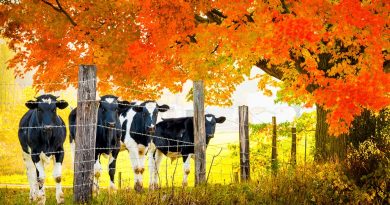 Wycielenia jesienią: Właściwe zarządzanie krowami w okresie przejściowym jest niezwykle istotne