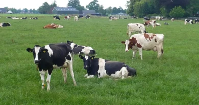 Francja potwierdza pierwsze przypadki EHD u bydła