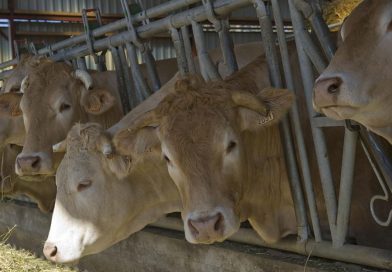 Wirus „krowiego covidu” szybko rozprzestrzenia się wśród bydła we Francji