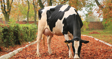 Nadchodząca zima a zdrowie krów mlecznych