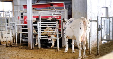 Krowa idealna do robota – w poszukiwaniu optymalnego pokroju