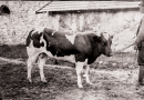 Kim był Szwajcar w gospodarstwie? – garść ciekawostek z hodowli bydła