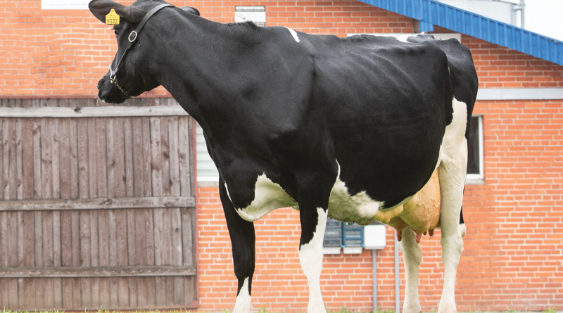 Pohl Sandra – krowa wyjątkowa pod względem produkcji i pokroju
