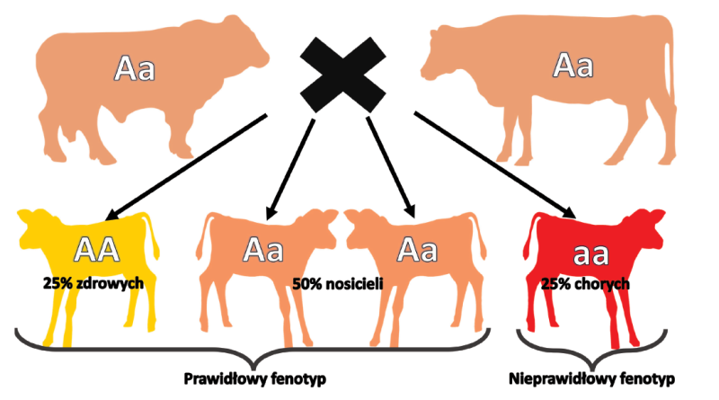 Cechy monogenowe w hodowli bydła