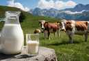 Ceny skupu mleka – maj 2024 r.