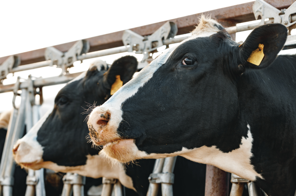 freepick - cows