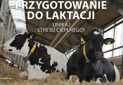 Przygotowanie do laktacji – unikaj stresu cieplnego!