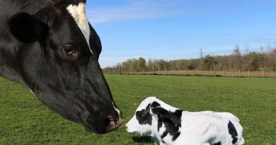 Gdy rozród szwankuje. Wróć do podstaw i zacznij liczyć Gdy rozród szwankuje. Wróć do podstaw i zacznij liczyć