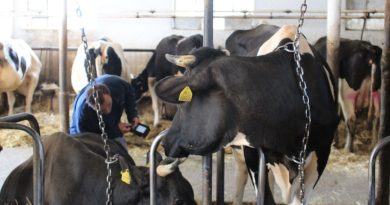 Rynek łapie oddech. Kluczowe podaż i selekcja hodowlana Rynek łapie oddech. Kluczowe podaż i selekcja hodowlana