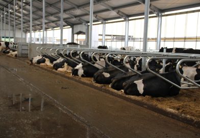 Mastitis toruje drogę dla ketozy. Efekt domina w stadzie Mastitis toruje drogę dla ketozy. Efekt domina w stadzie