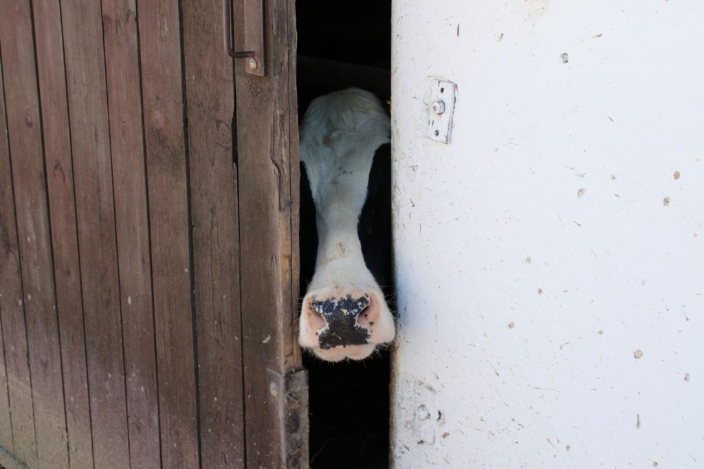 Godzina prawdy, Mercosur, 1 maja br.