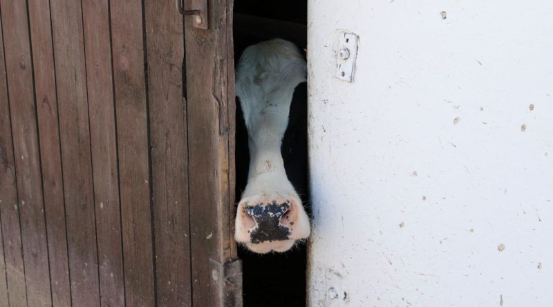 Nadchodzi godzina prawdy. Mercosur. Gotowi? Nadchodzi godzina prawdy. Mercosur. Gotowi?