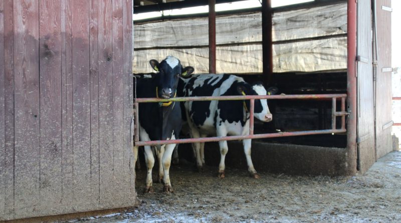 Ceny mleka. Raport od ponad 60 hodowców Ceny mleka. Raport od ponad 60 hodowców