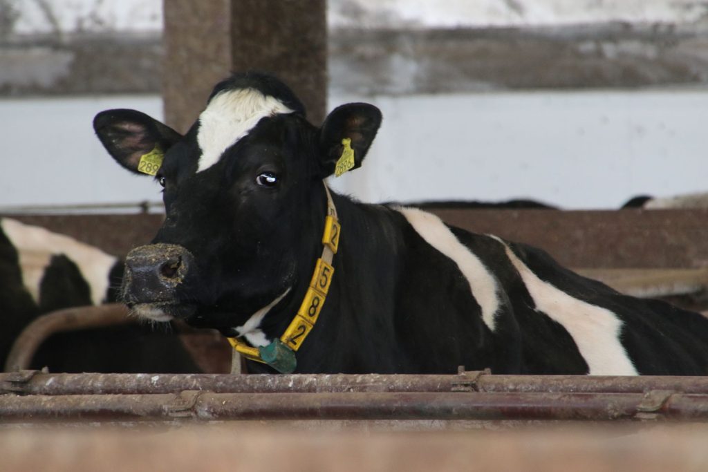 Mastitis zabiera pieniądze, fot. Jan Hereditas