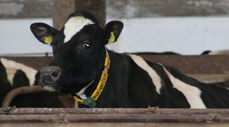 Zestresowana krowa, chore wymię. Cudowne dodatki nie pomogą Zestresowana krowa, chore wymię. Cudowne dodatki nie pomogą