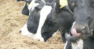 Bydło do raportu. Liczymy emisje. Prace ruszyły Bydło do raportu. Liczymy emisje. Prace ruszyły