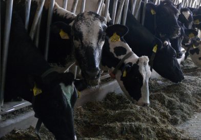 Choroby bydła. Jak reagować? Uwaga na bioterroryzm Choroby bydła. Jak reagować? Uwaga na bioterroryzm