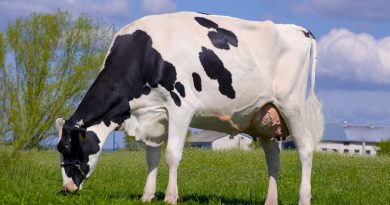 Gorąca krowa. Kolejna samica excellent Gorąca krowa. Kolejna samica excellent