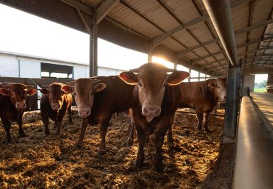 Priorytety w wołowinie. Konkurencyjność, odporność i zrównoważony rozwój Priorytety w wołowinie. Konkurencyjność, odporność i zrównoważony rozwój