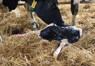 Więcej miejsca w porodówce. Tym zaleceniom warto zaufać Więcej miejsca w porodówce. Tym zaleceniom warto zaufać