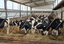 Twoje stado zasługuje na lepszą paszę. Sprawdźcie, co przygotowaliśmy w najnowszym numerze Twoje stado zasługuje na lepszą paszę. Sprawdźcie, co przygotowaliśmy w najnowszym numerze