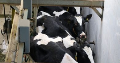 Podlasie, Mazowsze i Lubelszczyzna. Ściana wschodnia lepiej płaci za mleko Podlasie, Mazowsze i Lubelszczyzna. Ściana wschodnia lepiej płaci za mleko