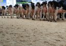 Najwydajniejsze krowy mleczne w laktacji. Znamy rekordzistki i ich ojców Najwydajniejsze krowy mleczne w laktacji. Znamy rekordzistki i ich ojców
