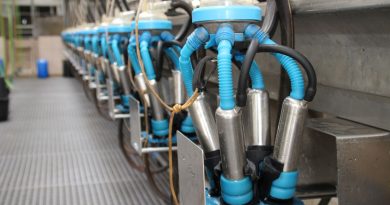 Stabilność polskiego mleczarstwa. Dlaczego spadek liczby gospodarstw nie zatrzyma produkcji? Stabilność polskiego mleczarstwa. Dlaczego spadek liczby gospodarstw nie zatrzyma produkcji?