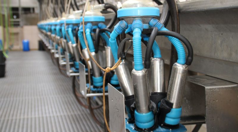 Stabilność polskiego mleczarstwa. Dlaczego spadek liczby gospodarstw nie zatrzyma produkcji? Stabilność polskiego mleczarstwa. Dlaczego spadek liczby gospodarstw nie zatrzyma produkcji?