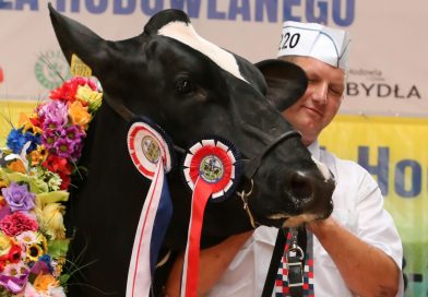 Dominacja rasy phf i wzrost wydajności przy skracającym się okresie użytkowania Dominacja rasy phf i wzrost wydajności przy skracającym się okresie użytkowania
