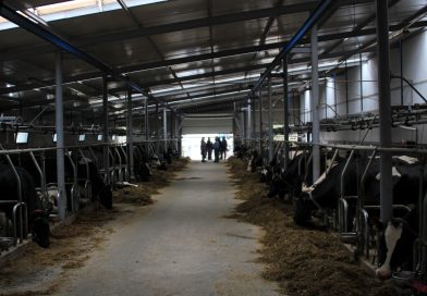 Postępuje konsolidacja produkcji mleka. Rośnie liczba większych stad Postępuje konsolidacja produkcji mleka. Rośnie liczba większych stad