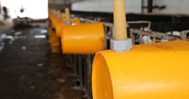 Sonda kontra wiadro. Jak podawanie siary wpływa na przyszłą wydajność krowy? Sonda kontra wiadro. Jak podawanie siary wpływa na przyszłą wydajność krowy?