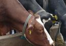 Wylewali mleko, chcą kagańca na produkcję. To bezsensowna propozycja Wylewali mleko, chcą kagańca na produkcję. To bezsensowna propozycja