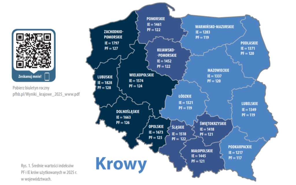 Średnie indeksy PF i IE krów